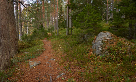 Pathway through the evergreen pine forest. Soft sunlight. Atmospheric autumn landscape. Finland. Nature, ecology, fresh air, ecotourism, nordic walking, hiking trail themesの写真素材
