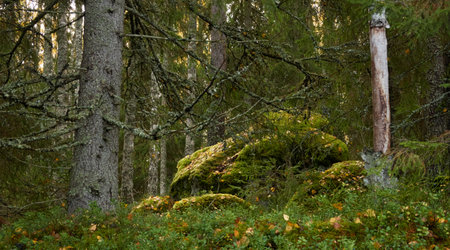 Majestic evergreen forest. Mighty pine and spruce trees, moss, plants, stones. Cloudy day. Autumn landscape. Finland. Northern nature, seasons, fresh air themesの写真素材