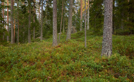 Evergreen pine forest. Mighty trees, plants, moss. Soft sunlight. Atmospheric autumn landscape. Finland. Nature, seasons, ecology themesの写真素材