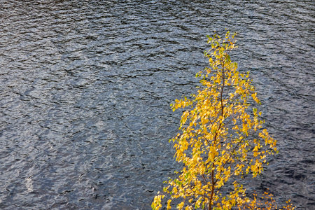 Birch tree, golden leaves, crystal clear water surface texture. Forest river or lake. Reflections of a clear blue sky. Sunshine, sunny day. Autumn landscape. Pure nature, environment conceptsの写真素材