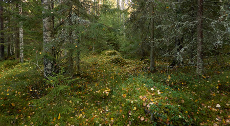 Evergreen pine forest. Mighty trees, plants, moss. Soft sunlight. Atmospheric autumn landscape. Finland. Nature, seasons, ecology themesの写真素材