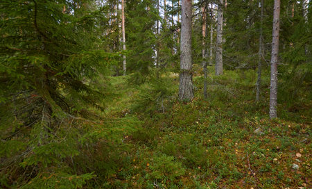 Evergreen pine forest. Mighty trees, plants, moss. Soft sunlight. Atmospheric autumn landscape. Finland. Nature, seasons, ecology themesの写真素材