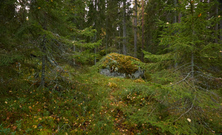 Majestic evergreen forest. Mighty pine and spruce trees, moss, plants, stones. Cloudy day. Autumn landscape. Finland. Northern nature, seasons, fresh air themesの写真素材