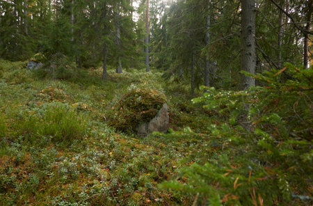 Majestic evergreen forest. Mighty pine and spruce trees, moss, plants, stones. Cloudy day. Autumn landscape. Finland. Northern nature, seasons, fresh air themesの写真素材
