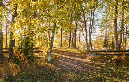 Forest pathway. Deciduous trees at sunset. Golden leaves. Soft sunlight. Atmospheric autumn landscape. Finland. Nature, ecology, fresh air, ecotourism, nordic walking themesの写真素材