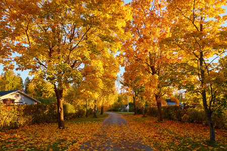 Country road in the village. Golden deciduous trees, colorful leaves. Soft sunlight, sunshine. Autumn rural landscape. Finland. Nature, weather, seasons themesの写真素材