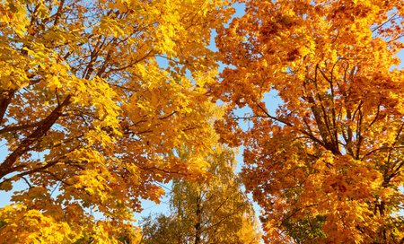 Maple tree against clear blue sky on a sunny day. Golden leaves, soft sunlight, sunshine. Autumn landscape, natural background. Nature, weather, seasons themesの写真素材