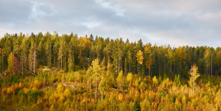 Forest meadow on a sunny day. Pure sunlight, sunshine, glowing clouds. Finland. Autumn landscape. Rural scene. Nature, seasons, environment, ecology themesの写真素材