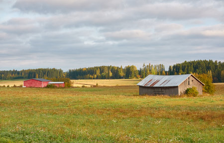 Traditional wooden house, farm or shed near the forest. Sunny day. Early autumn in Finland. Idyllic rural scene, country landscape. Nature, village, farming, harvesting, ecotourism themeの写真素材