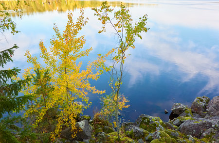 Birch tree, golden leaves, crystal clear water surface texture. Forest river or lake. Reflections of a clear blue sky. Sunshine, sunny day. Autumn landscape. Pure nature, environment conceptsの写真素材