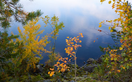 Birch tree, golden leaves, crystal clear water surface texture. Forest river or lake. Reflections of a clear blue sky. Sunshine, sunny day. Autumn landscape. Pure nature, environment conceptsの写真素材