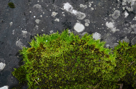 Mighty stone covered with moss and lichen. Natural textures. Finland. Nature, seasons, ecology themesの写真素材