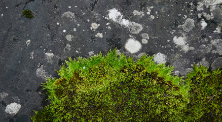 Mighty stone covered with moss and lichen. Natural textures. Finland. Nature, seasons, ecology themesの写真素材