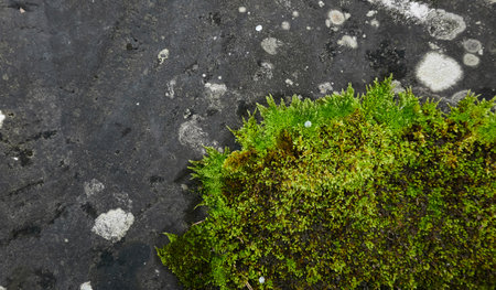 Mighty stone covered with moss and lichen. Natural textures. Finland. Nature, seasons, ecology themesの写真素材