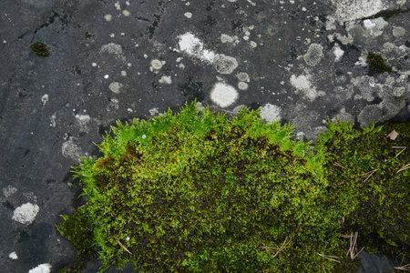 Mighty stone covered with moss and lichen. Natural textures. Finland. Nature, seasons, ecology themesの写真素材