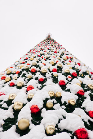 Tall and mighty Christmas tree decorated with red and golden ornaments (decorative garland) and star. Spruce tree, snow. White background, copy space. Holiday, traditional celebration, winter vacationの写真素材