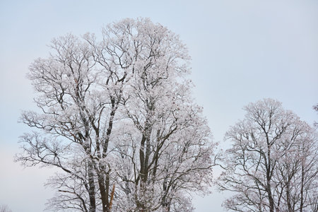 Snow-covered trees against clear blue sky after a blizzard, hoarfrost on tree branches, close-up. winter wonderland. Weather, climate change, nature, environment, natural background, textureの写真素材