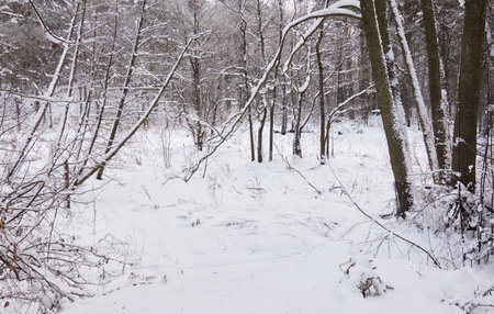Majestic snow-covered forest. Blizzard. Trees close-up. atmospheric landscape. Idyllic rural scene. winter wonderland. Nature, climate, seasons, Christmas vacations, ecotourismの写真素材