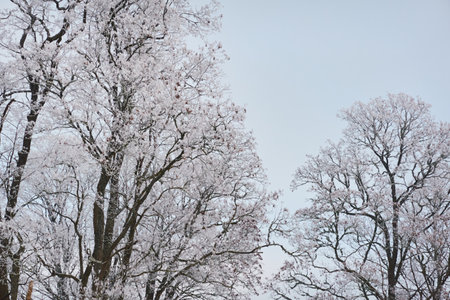 Snow-covered trees against clear blue sky after a blizzard, hoarfrost on tree branches, close-up. winter wonderland. Weather, climate change, nature, environment, natural background, textureの写真素材