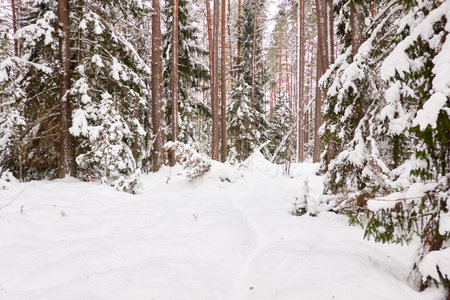 Pathway through the snow-covered evergreen forest. Blizzard. Pine and spruce tree trunks, frosty branches. atmospheric landscape. winter wonderland. Nature, climate change, seasons, Christmas themesの写真素材