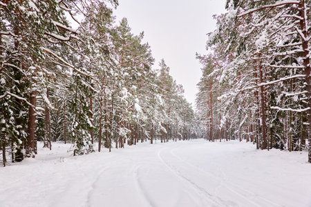 Snow-covered evergreen tree forest. Blizzard. Mighty pine and spruce trees. atmospheric landscape. Idyllic rural scene. winter wonderland. panoramic scenery. Pure nature, fresh air, ecotourismの写真素材