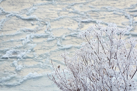 Frozen water surface, cracked ice and icy sea foam texture. Lonely bush or plant. cold weather. Winter landscape, graphic resources. Nature, seasons, environment, ecology, climate change conceptsの写真素材
