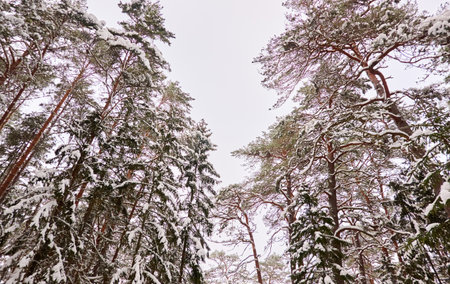 Snow-covered pine trees after a blizzard, snow and hoarfrost on branches, close-up. Majestic evergreen forest. winter wonderland. Weather, climate change, nature, environmentの写真素材