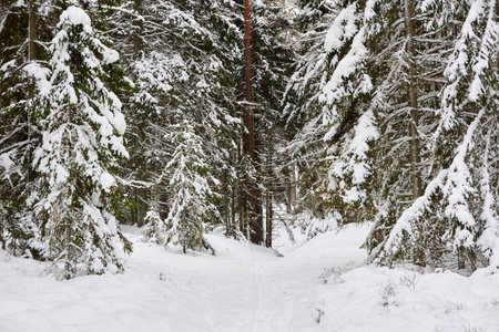 Snow-covered evergreen tree forest. Blizzard. Mighty pine and spruce trees. atmospheric landscape. Idyllic rural scene. winter wonderland. panoramic scenery. Pure nature, fresh air, ecotourismの写真素材