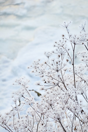 Frozen water surface, cracked ice and icy sea foam texture. Lonely bush or plant. cold weather....
