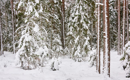 Snow-covered evergreen tree forest. Blizzard. Mighty pine and spruce trees. atmospheric landscape. Idyllic rural scene. winter wonderland. panoramic scenery. Pure nature, fresh air, ecotourismの写真素材