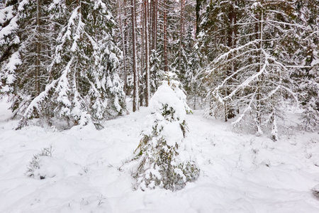 Snow-covered evergreen forest. Blizzard. Pine and spruce tree trunks, frosty branches. atmospheric landscape. winter wonderland. Nature, climate change, ecology, ecotourism, seasons, Christmas themesの写真素材