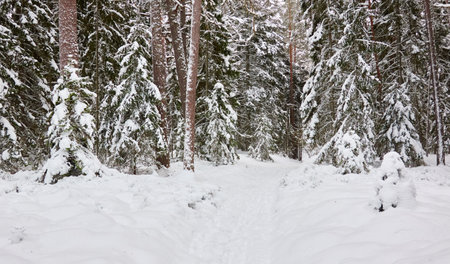 Snow-covered evergreen tree forest. Blizzard. Mighty pine and spruce trees. atmospheric landscape. Idyllic rural scene. winter wonderland. panoramic scenery. Pure nature, fresh air, ecotourismの写真素材