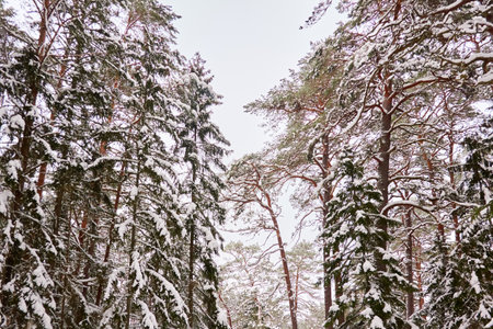 Snow-covered pine trees after a blizzard, snow and hoarfrost on branches, close-up. Majestic evergreen forest. winter wonderland. Weather, climate change, nature, environmentの写真素材