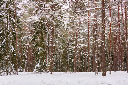 Snow-covered evergreen forest. Blizzard. Pine and spruce tree trunks, frosty branches. atmospheric landscape. winter wonderland. Nature, climate change, ecology, ecotourism, seasons, Christmas themesの写真素材