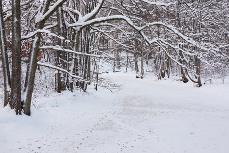Majestic snow-covered forest. Blizzard. Trees close-up. atmospheric landscape. Idyllic rural scene. winter wonderland. Nature, climate, seasons, Christmas vacations, ecotourismの写真素材