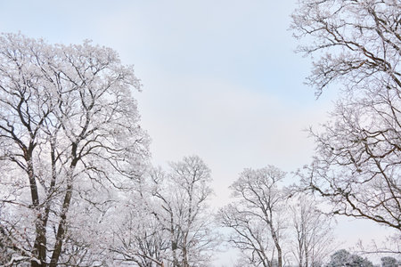 Snow-covered trees against clear blue sky after a blizzard, hoarfrost on tree branches, close-up. winter wonderland. Weather, climate change, nature, environment, natural background, textureの写真素材