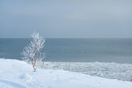 A view from the frozen snow-covered Baltic sea shore. Lonely tree or bush. cloudy day. Snow, frost, cracked ice. Fickle weather, blizzard. Winter, global warming, climate change, ecology themeの写真素材
