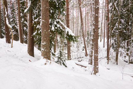 Snow-covered evergreen tree forest. Blizzard. Mighty pine and spruce trees. atmospheric landscape. Idyllic rural scene. winter wonderland. panoramic scenery. Pure nature, fresh air, ecotourismの写真素材