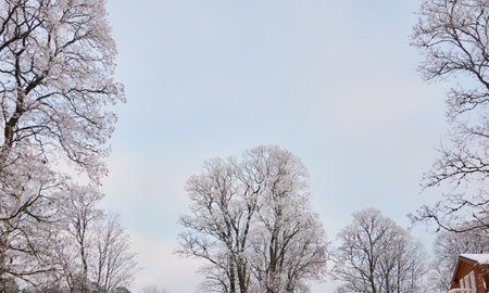 Snow-covered trees against clear blue sky after a blizzard, hoarfrost on tree branches, close-up. winter wonderland. Weather, climate change, nature, environment, natural background, textureの写真素材