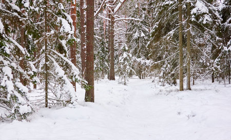 Pathway through the snow-covered evergreen forest. Blizzard. Pine and spruce tree trunks, frosty branches. atmospheric landscape. winter wonderland. Nature, climate change, seasons, Christmas themesの写真素材