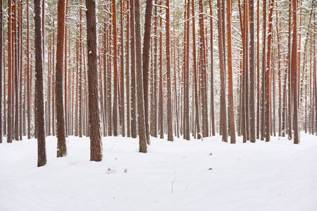 Pathway through the snow-covered evergreen forest. Blizzard. Pine and spruce tree trunks, frosty branches. atmospheric landscape. winter wonderland. Nature, climate change, seasons, Christmas themesの写真素材