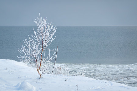 A view from the frozen snow-covered Baltic sea shore. Lonely tree or bush. cloudy day. Snow, frost, cracked ice. Fickle weather, blizzard. Winter, global warming, climate change, ecology themeの写真素材
