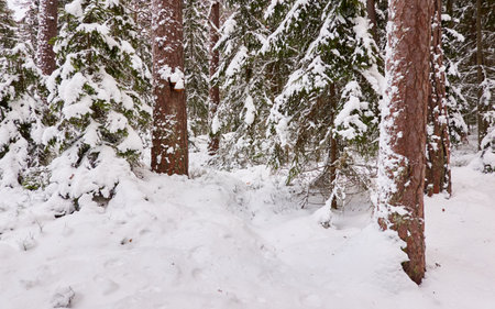 Pathway through the snow-covered evergreen forest. Blizzard. Pine and spruce tree trunks, frosty branches. atmospheric landscape. winter wonderland. Nature, climate change, seasons, Christmas themesの写真素材