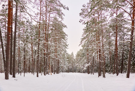 Pathway through the snow-covered evergreen forest. Blizzard. Pine and spruce tree trunks, frosty branches. atmospheric landscape. winter wonderland. Nature, climate change, seasons, Christmas themesの写真素材