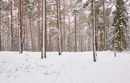 Pathway through the snow-covered evergreen forest. Blizzard. Pine and spruce tree trunks, frosty branches. atmospheric landscape. winter wonderland. Nature, climate change, seasons, Christmas themesの写真素材