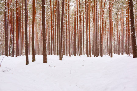 Pathway through the snow-covered evergreen forest. Blizzard. Pine and spruce tree trunks, frosty branches. atmospheric landscape. winter wonderland. Nature, climate change, seasons, Christmas themesの写真素材