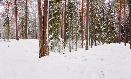 Snow-covered evergreen forest. Blizzard. Pine and spruce tree trunks, frosty branches. atmospheric landscape. winter wonderland. Nature, climate change, ecology, ecotourism, seasons, Christmas themesの写真素材