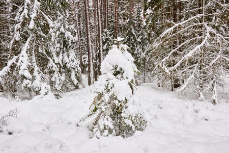 Pathway through the snow-covered evergreen forest. Blizzard. Pine and spruce tree trunks, frosty branches. atmospheric landscape. winter wonderland. Nature, climate change, seasons, Christmas themesの写真素材