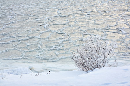 Frozen water surface, cracked ice and icy sea foam texture. Lonely bush or plant. cold weather. Winter landscape, graphic resources. Nature, seasons, environment, ecology, climate change conceptsの写真素材