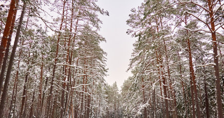 Snow-covered pine trees after a blizzard, snow and hoarfrost on branches, close-up. Majestic evergreen forest. winter wonderland. Weather, climate change, nature, environmentの写真素材